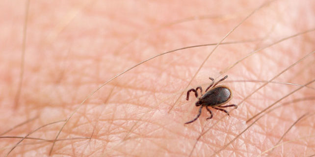 Lyme Disease - Apex Dermatology & Skin Surgery