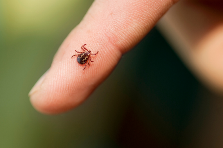 This person has a tick and needs to get it checked by a dermatologist.